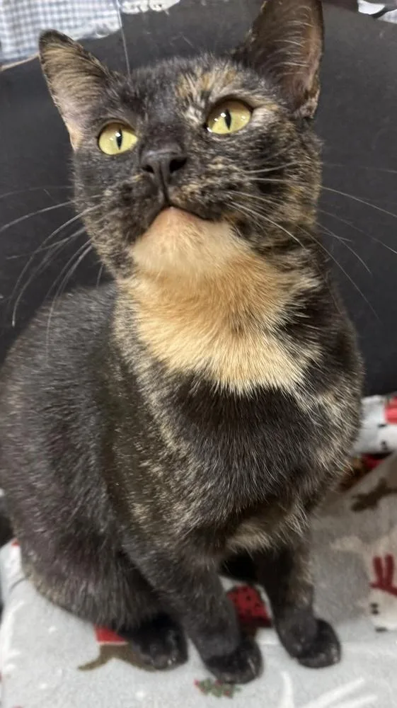 Georgie Girl thumbnail 6