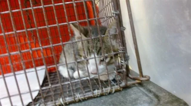 A baby small-sized male Domestic Short Hair cat named Brody for adoption in Miami, FL