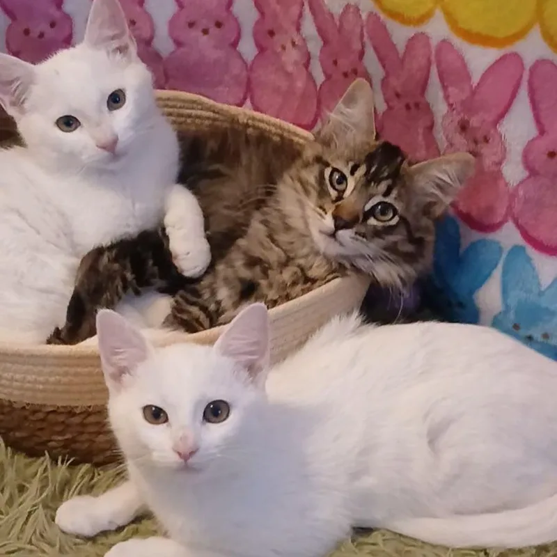 Artemis & Apollo thumbnail 2