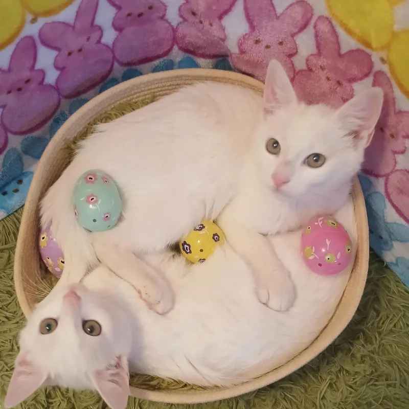 Artemis & Apollo thumbnail 3