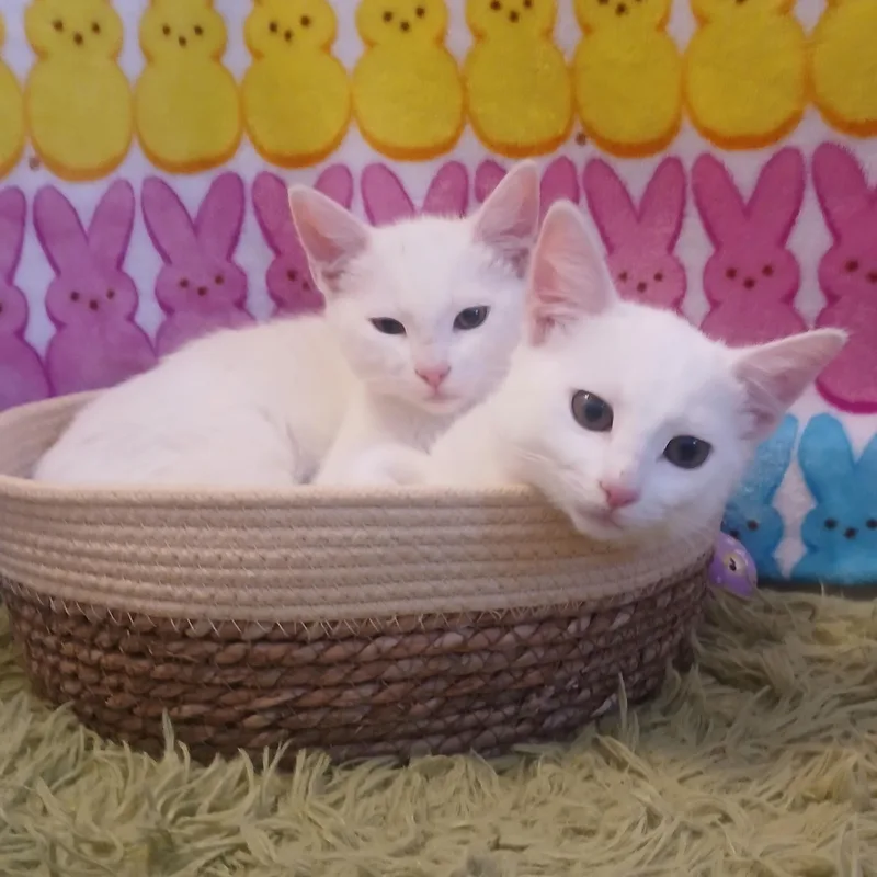 A baby small-sized female White Domestic Short Hair cat named Artemis & Apollo for adoption in HUNTINGTON BEACH, CA