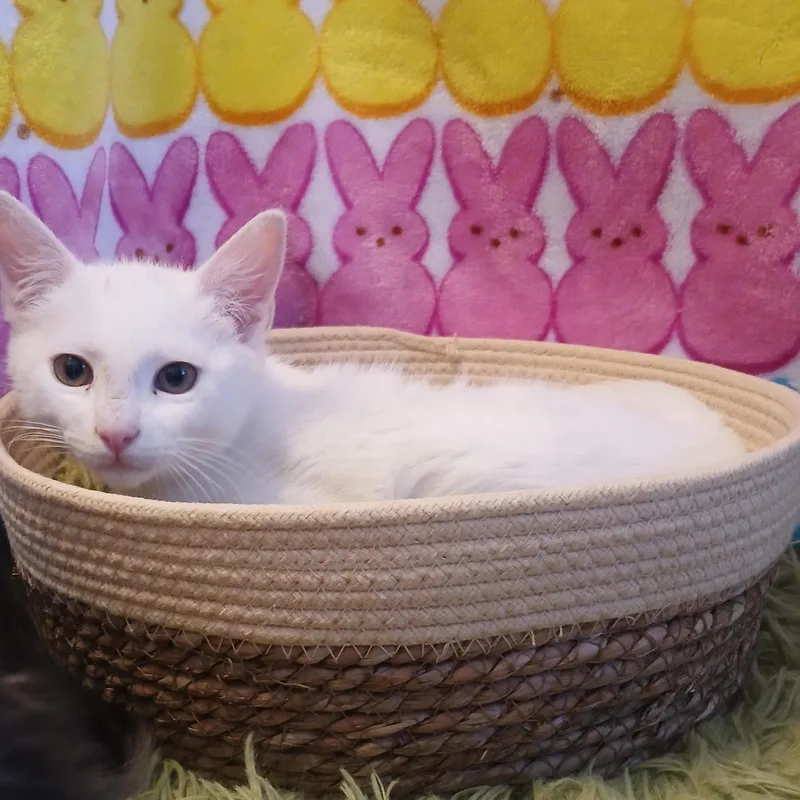 Artemis & Apollo thumbnail 4