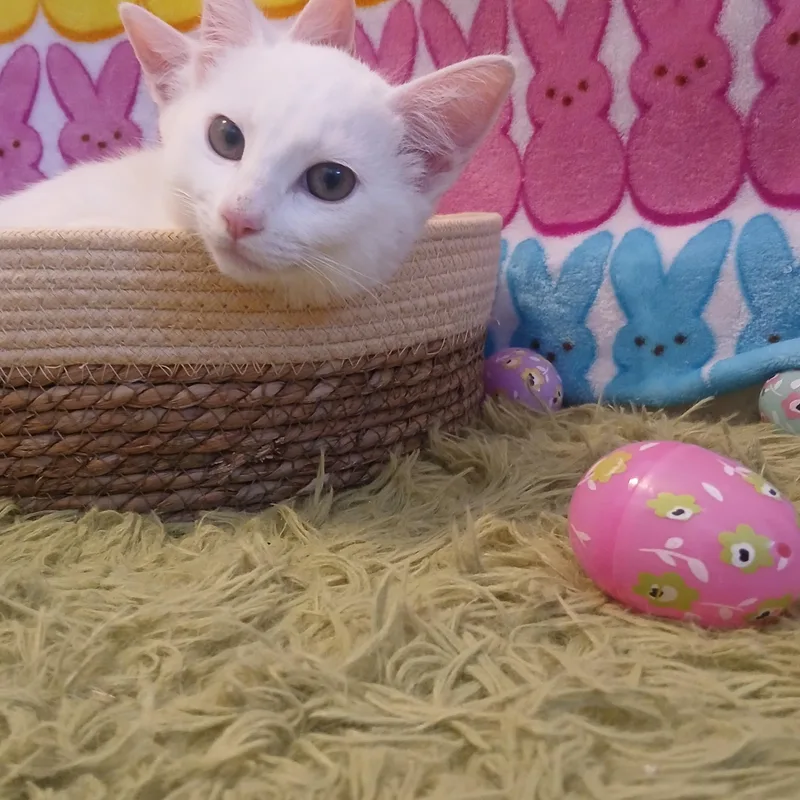 Artemis & Apollo thumbnail 5