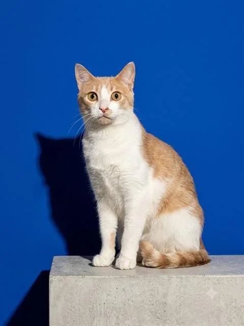 Tangerine