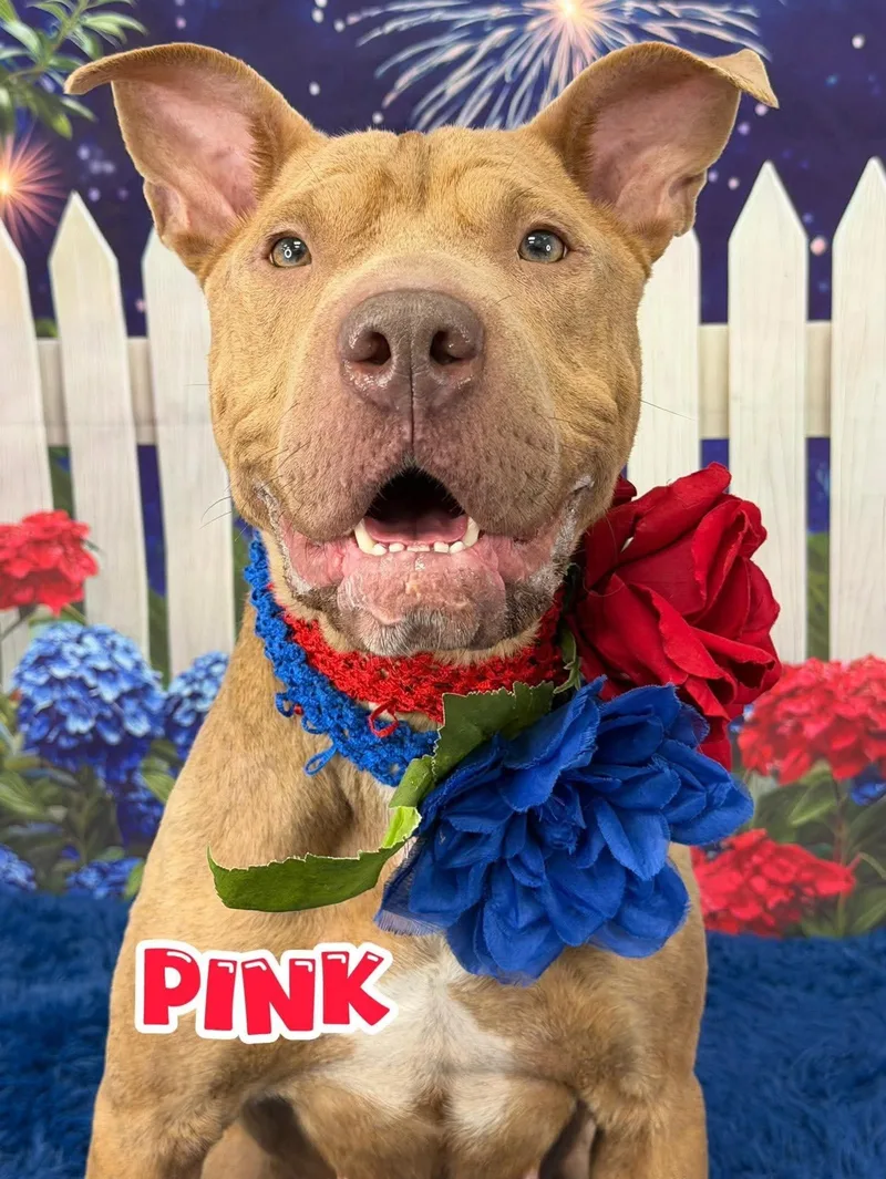 An adult medium-sized female Yellow / Tan / Blond / Fawn Mixed Breed dog named Pink for adoption in Flint, MI