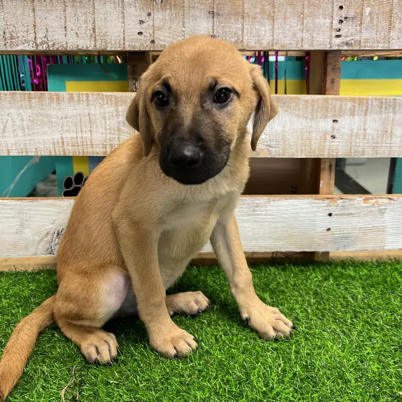 An adult small-sized male Yellow / Tan / Blond / Fawn Mixed Breed dog named Vito for adoption in Lake Jackson, TX