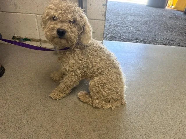 A young small-sized male Poodle dog named Bentley for adoption in San Bernardino, CA
