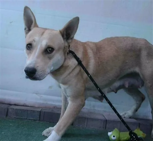 A young large-sized female German Shepherd Dog dog named Ginger for adoption in Baldwin Park, CA