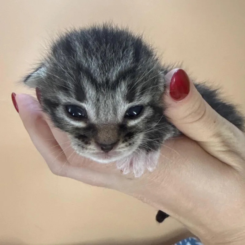 A baby small-sized male Brown / Chocolate Domestic Short Hair cat named Penne for adoption in San Antonio, TX