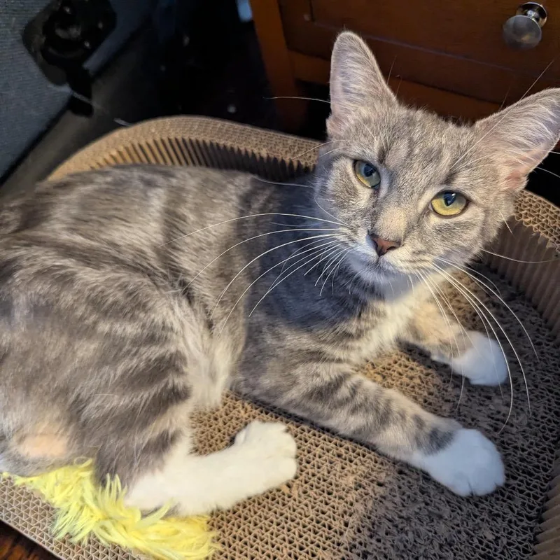 A young small-sized female Gray / Blue / Silver Domestic Medium Hair cat named Celeste for adoption in Oakton, VA