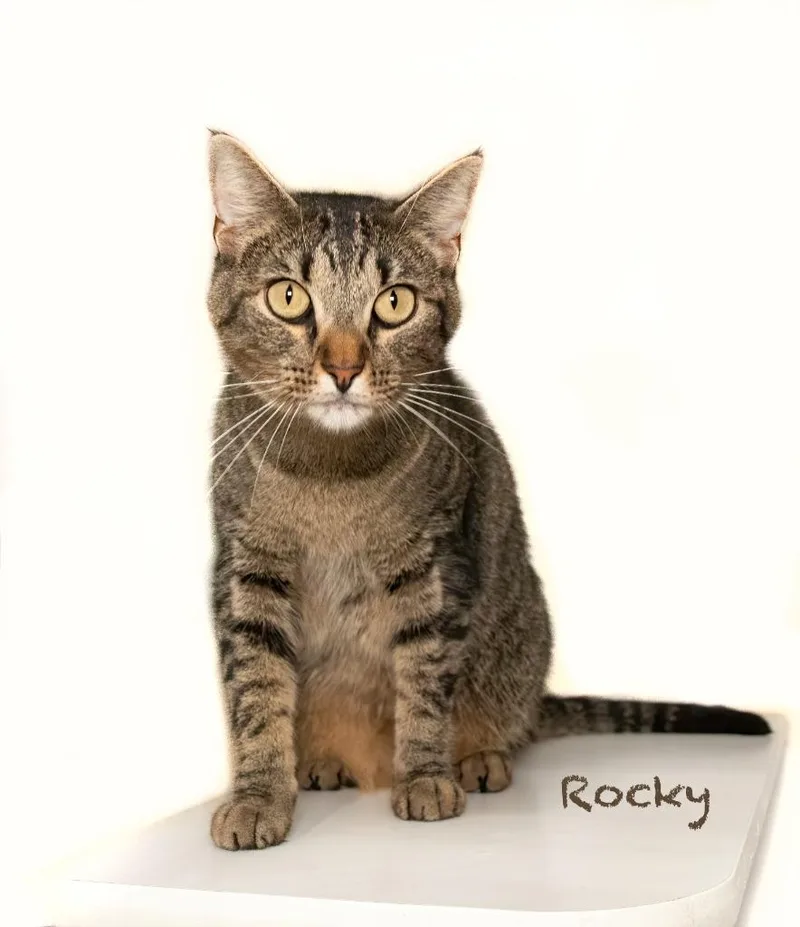 A young large-sized male Domestic Short Hair cat named Rocky for adoption in Hot Springs Village, AR