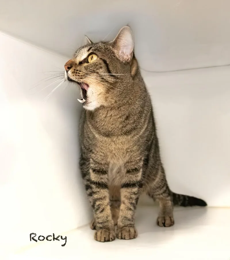 Rocky thumbnail 2