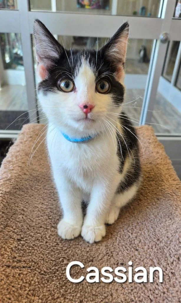 A baby small-sized male Domestic Short Hair cat named Cassian for adoption in Sidney, OH