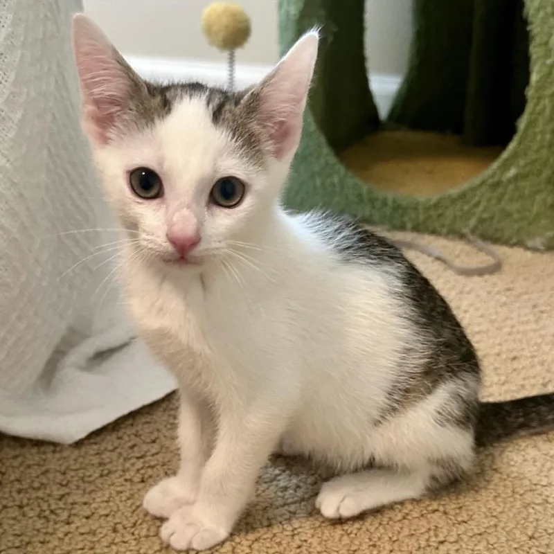 A baby small-sized male Brown / Chocolate Domestic Short Hair cat named Shaggy for adoption in Peachtree City, GA