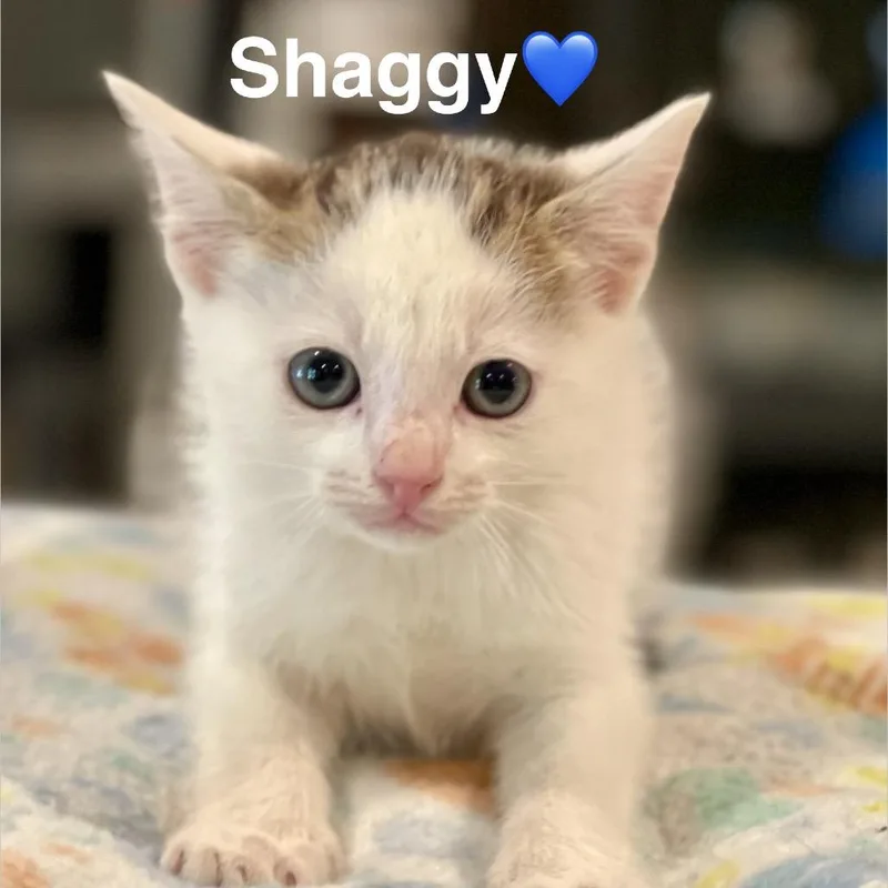Shaggy thumbnail 3