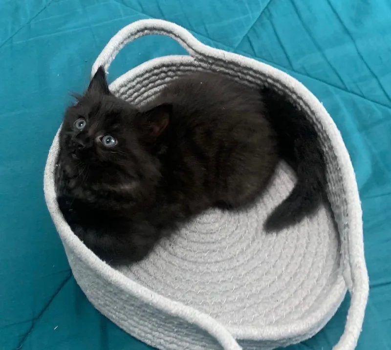 Ulysses & Athena BONDED thumbnail 3