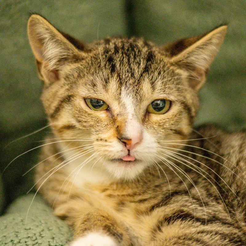 A young small-sized male Domestic Short Hair cat named James for adoption in Hilton Head Island, SC