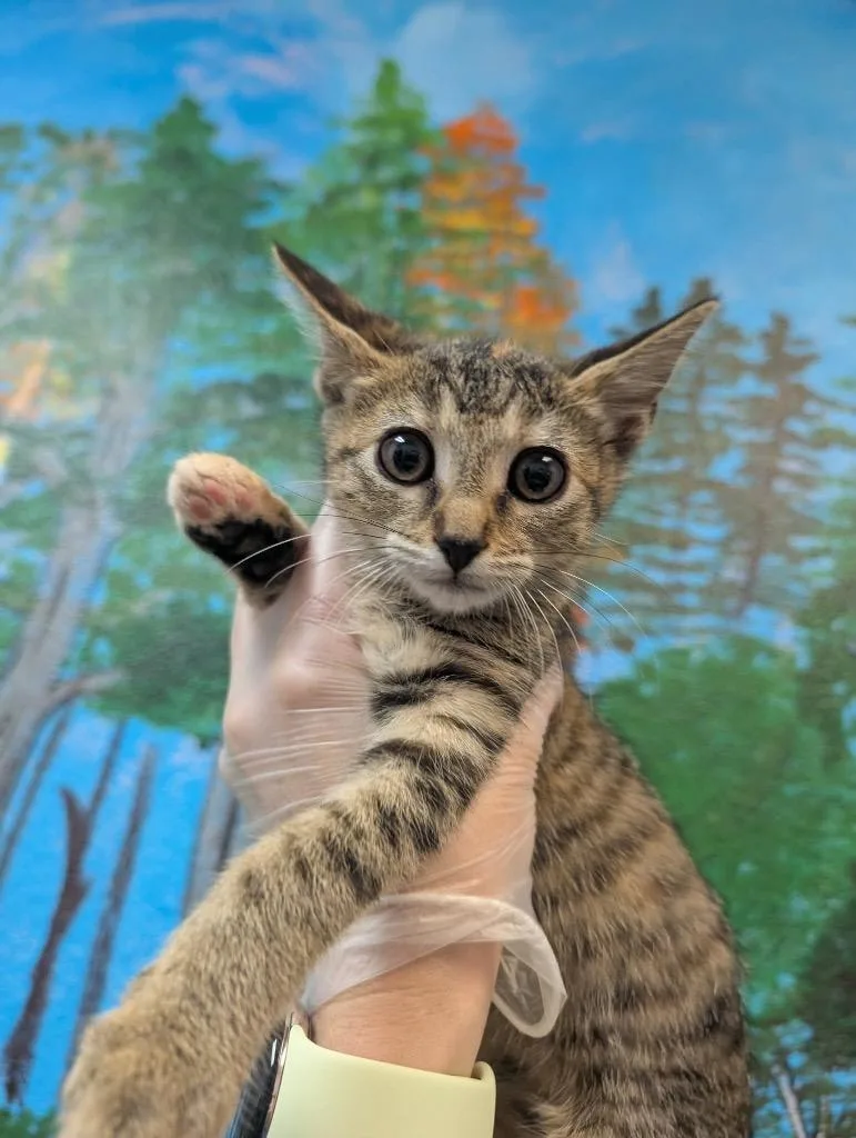 A baby medium-sized female Domestic Short Hair cat named Pepper for adoption in New Braunfels, TX