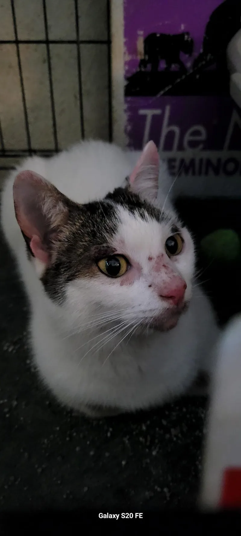 An adult medium-sized female White Domestic Short Hair cat named Mitzy for adoption in Oviedo, FL