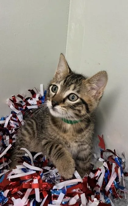 A baby medium-sized male Domestic Short Hair cat named Percy for adoption in Picayune, MS