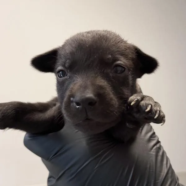 A baby small-sized female Labrador Retriever dog named Pepita for adoption in San Diego, CA