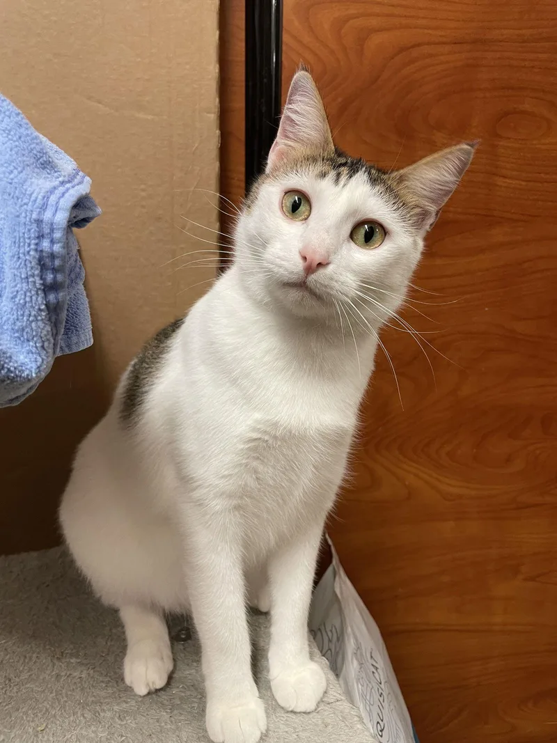 A young medium-sized female Domestic Short Hair cat named Sofia for adoption in Pompano Beach, FL