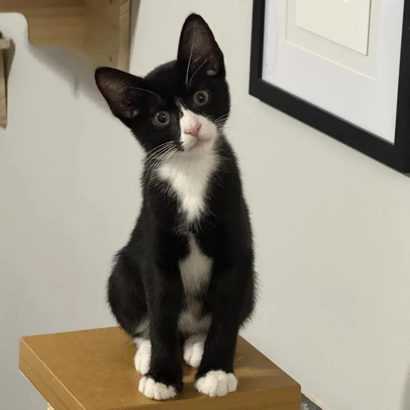 A baby medium-sized male Black & White / Tuxedo Domestic Short Hair cat named Robbie for adoption in Bridgeport, CT