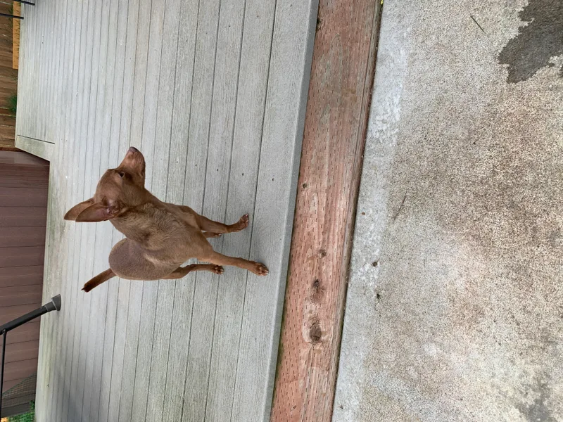 Reese’s thumbnail 2