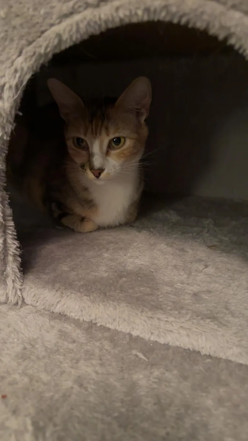 A young small-sized female Calico cat named Violet for adoption in Edmond, OK