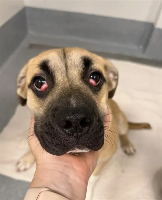 A young medium-sized male Pit Bull Terrier dog named Max for adoption in Indianapolis, IN