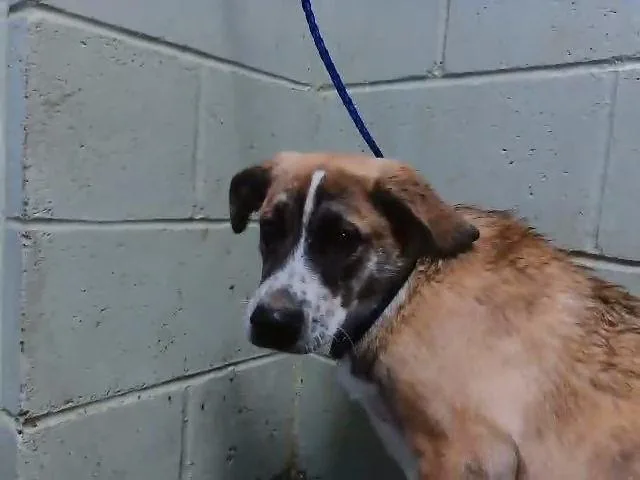 A young medium-sized female Saint Bernard dog named Lavander for adoption in Tulsa, OK