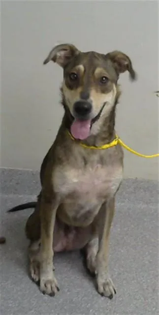 A young small-sized male German Shepherd Dog dog named Rory for adoption in Pasadena, TX