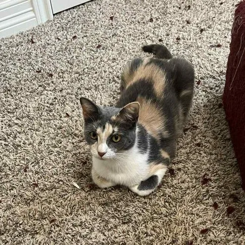 Penelope thumbnail 2