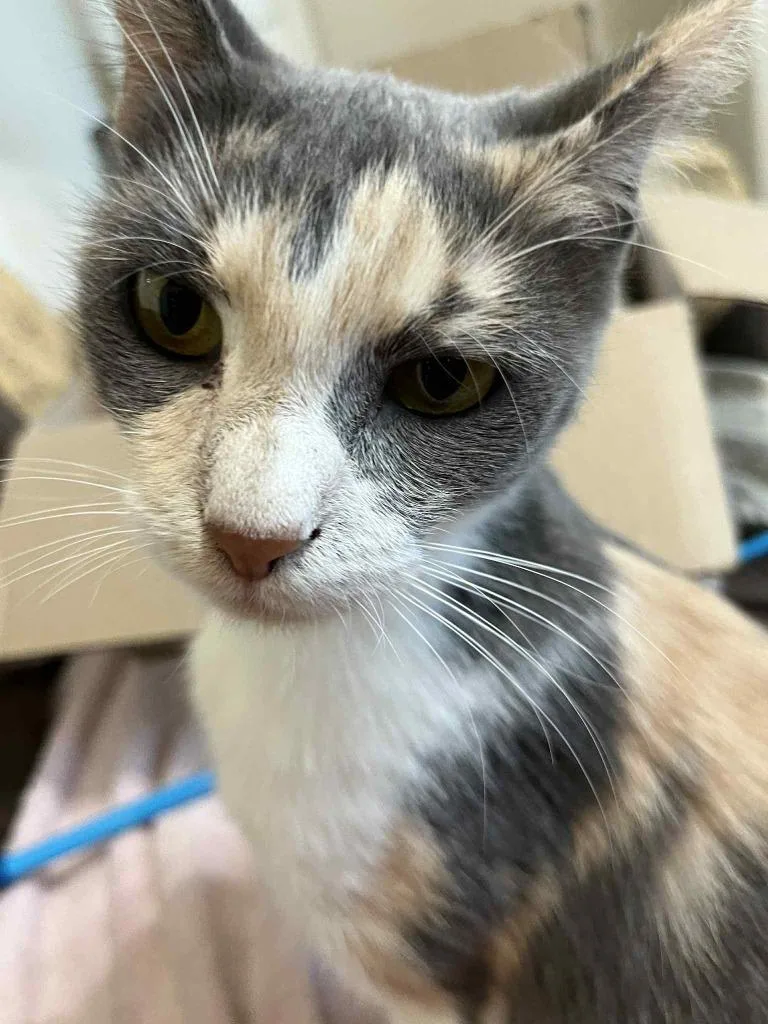 Penelope thumbnail 3