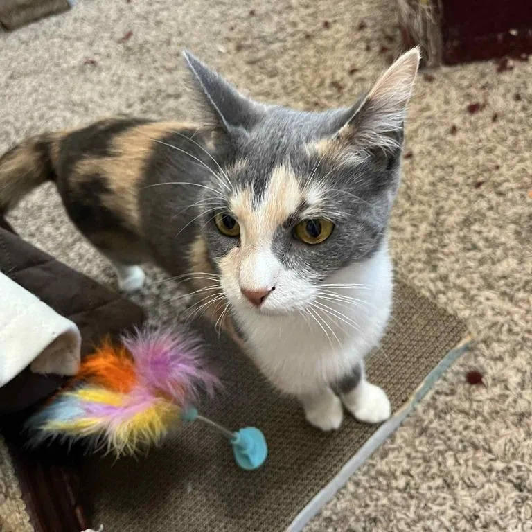 Penelope thumbnail 4