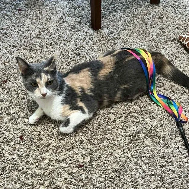 Penelope thumbnail 5