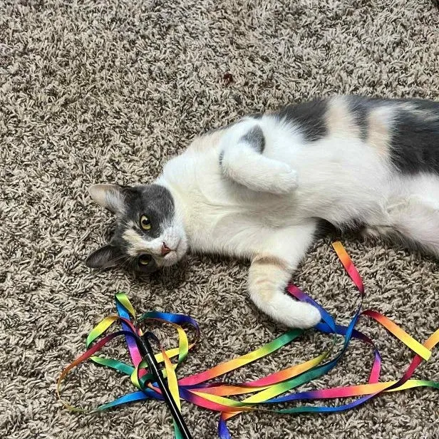 Penelope thumbnail 6