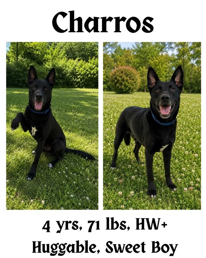 Charros thumbnail 6