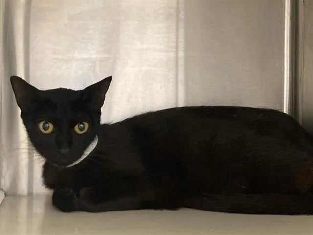 An adult small-sized female Domestic Short Hair cat named Ruth for adoption in Tustin, CA