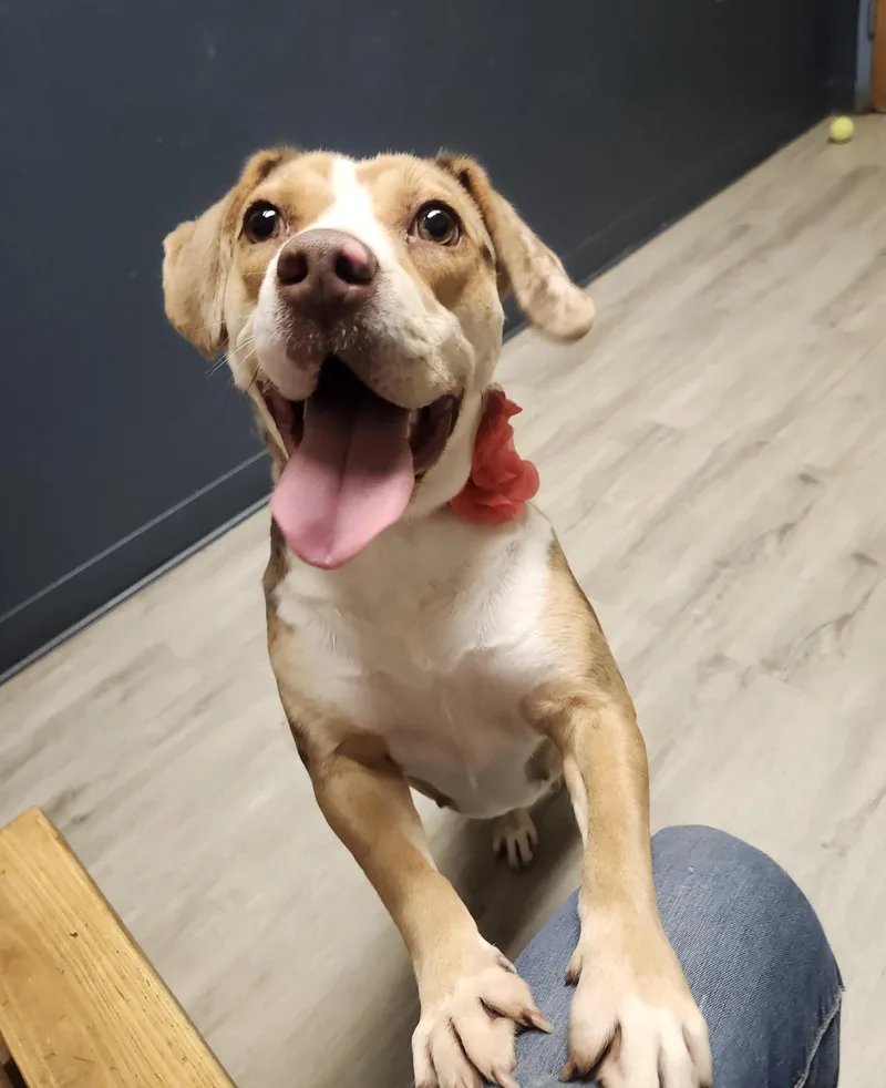 A baby medium-sized female Merle (Red) Beagle dog named Freckle Face for adoption in Mansfield, OH