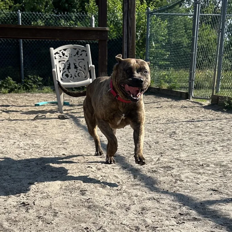 An adult large-sized female Brindle Mixed Breed dog named Clover for adoption in Newark, NJ