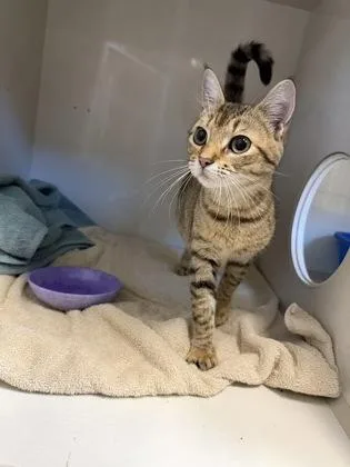 A young small-sized female Domestic Short Hair cat named Paris for adoption in Manteo, NC