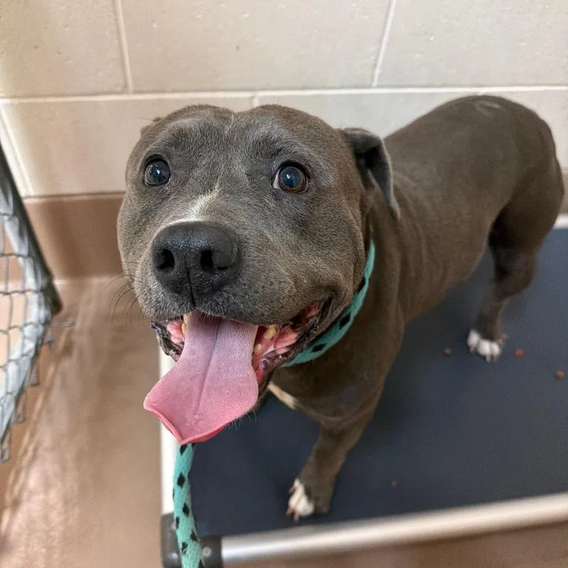 An adult medium-sized male Gray / Blue / Silver Pit Bull Terrier dog named Tofu for adoption in Reno, NV