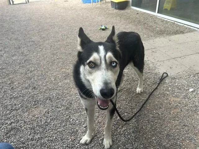 Toby