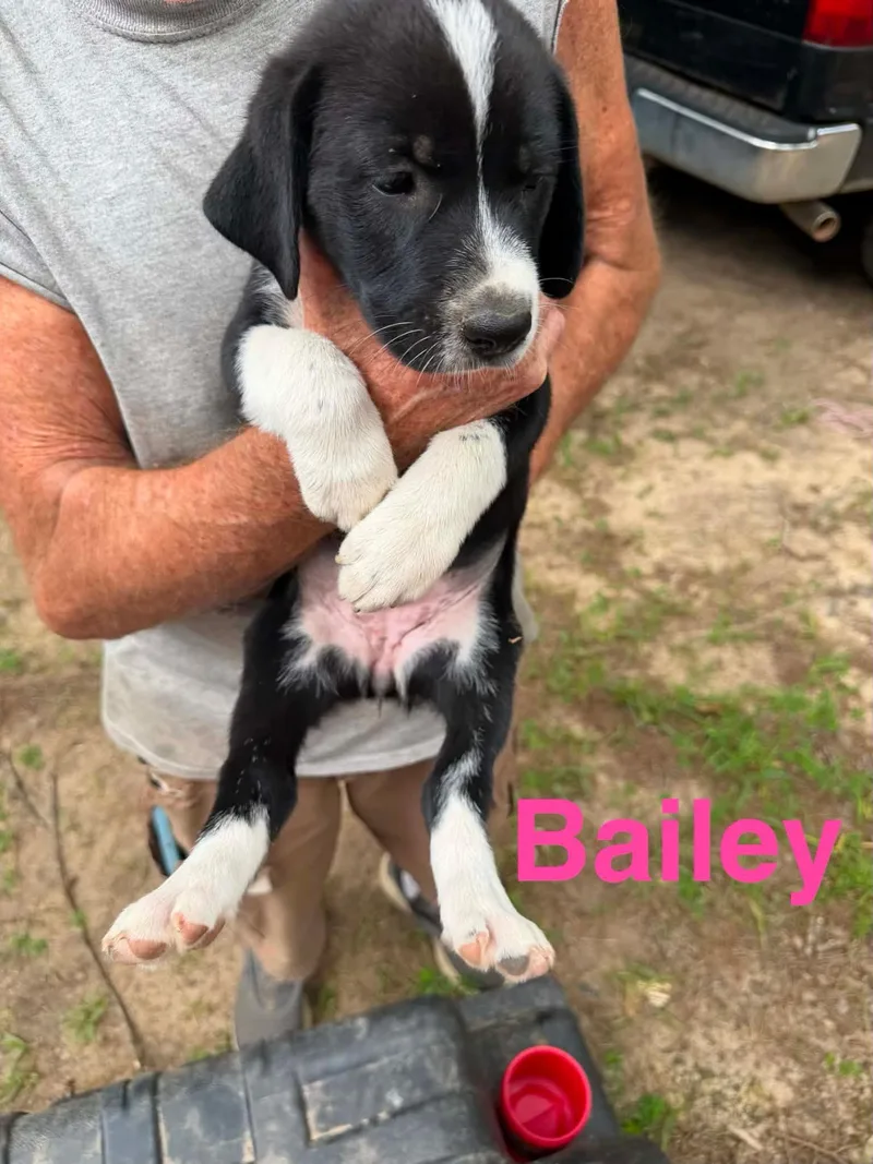 Bailey
