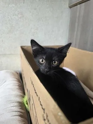 A baby small-sized female Domestic Short Hair cat named Sally for adoption in Honolulu, HI