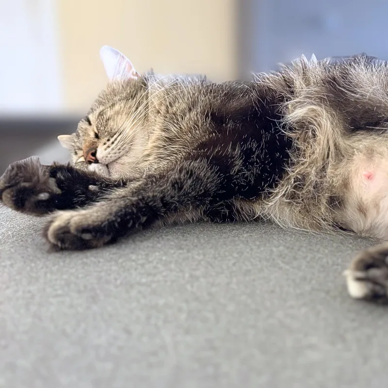 An adult medium-sized female Tabby cat named Juno for adoption in Austin, TX