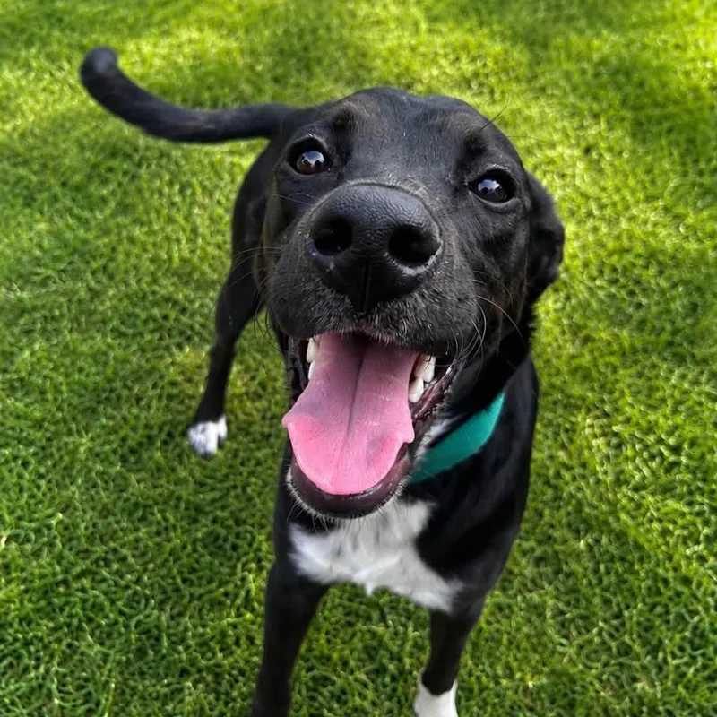 A young medium-sized male Black Mixed Breed dog named Abraham for adoption in Warren, OH