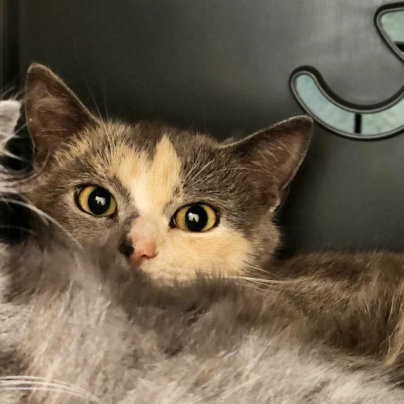 An adult small-sized female Tortoiseshell Domestic Short Hair cat named Cashmere for adoption in Columbus, NC