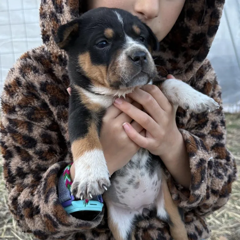 Golden Barrel thumbnail 2